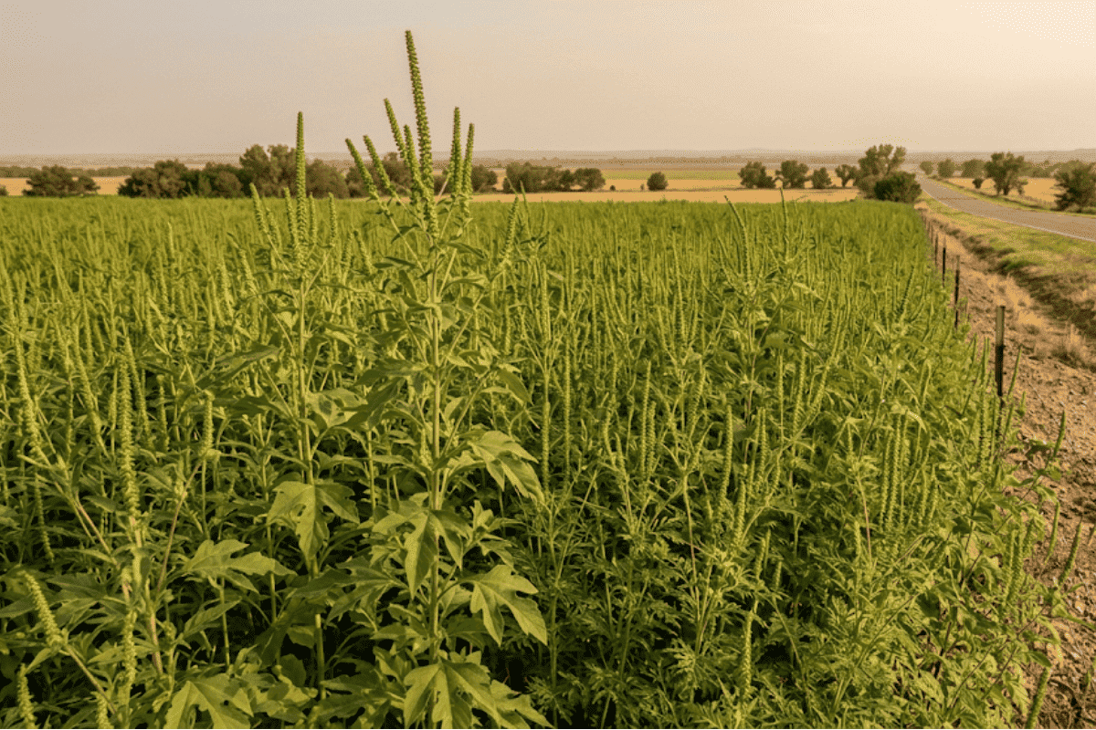 Field of tall green plants growing in a rural field beside a gravel road and fence, stretching to the horizon.